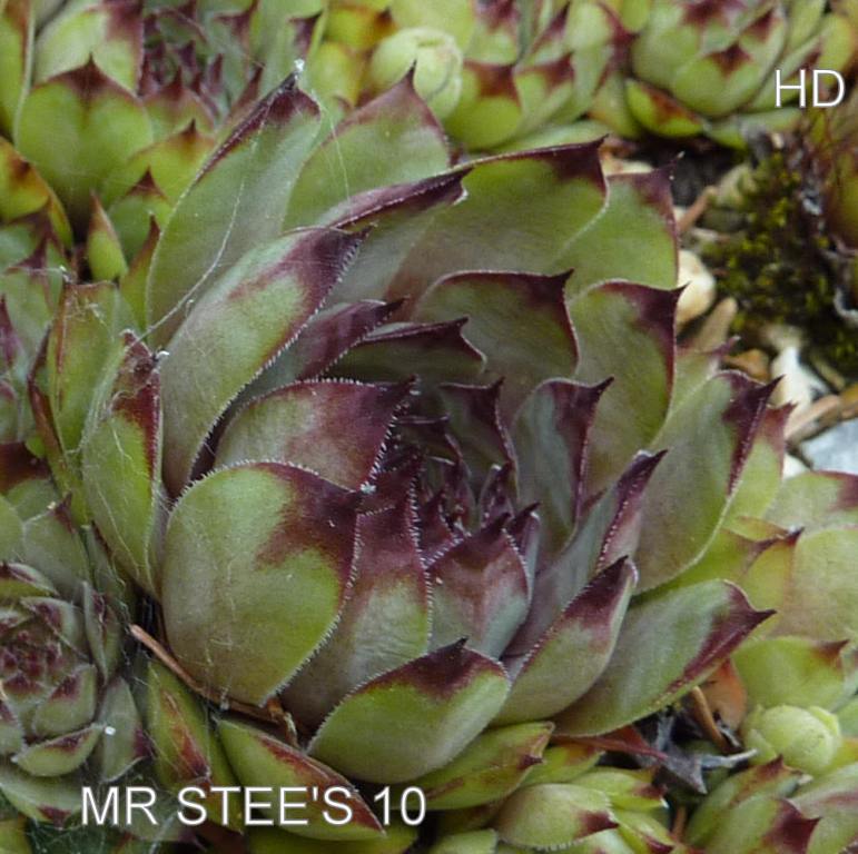 Mr. Steen's 10