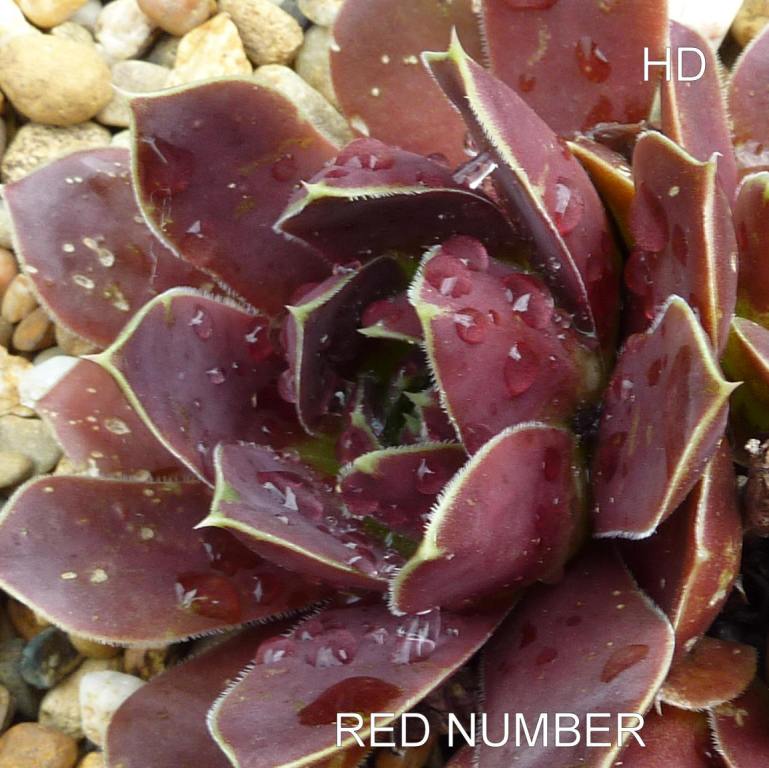 Red Number / Jovi