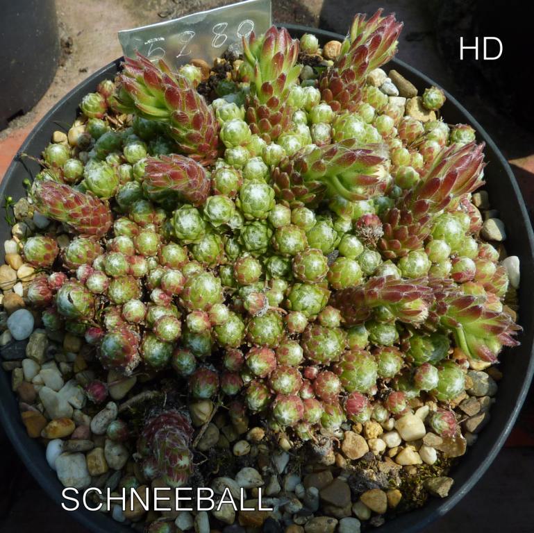 Schneeball