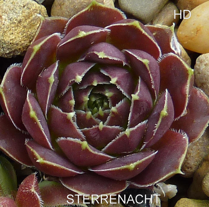 Sterrenacht / Jovi