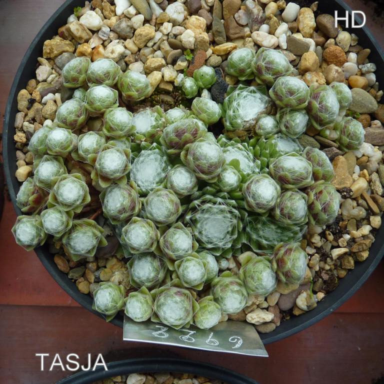 Tasja