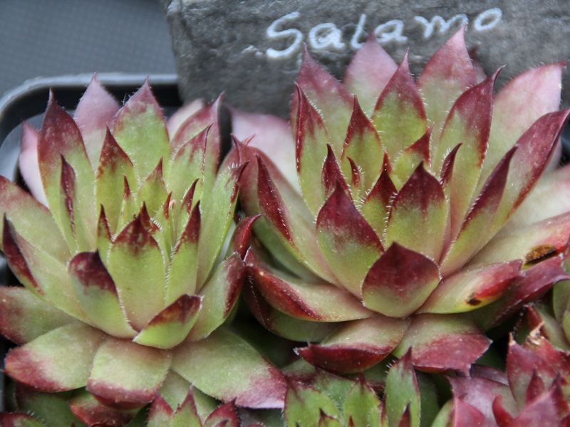 Salamo