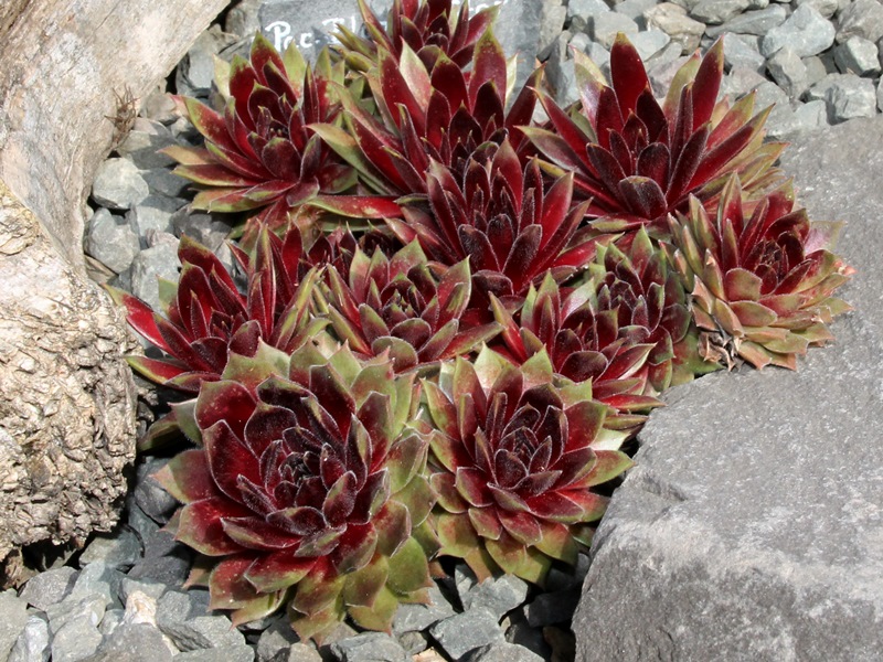 Pacific Blazing Star