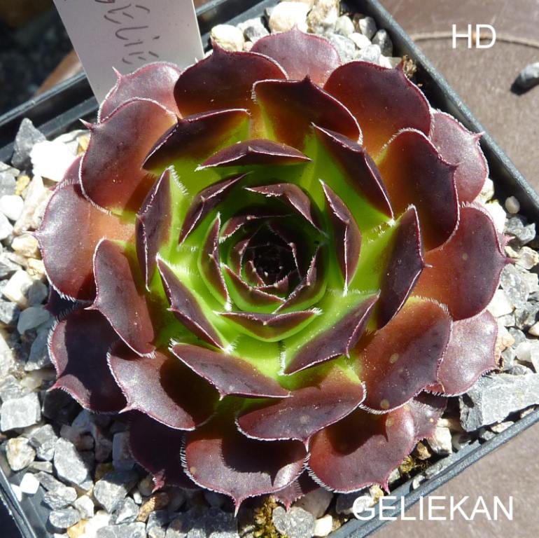 Geliekan / Jovi