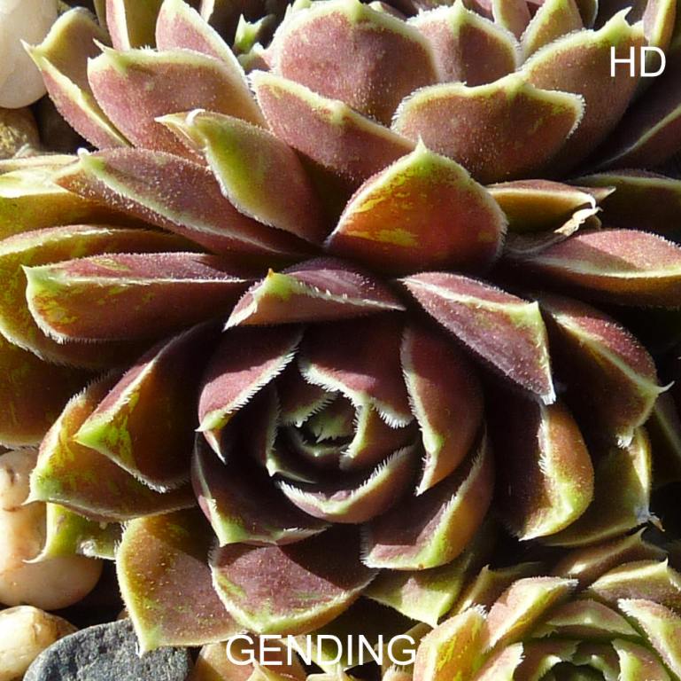 Gending / Jovi