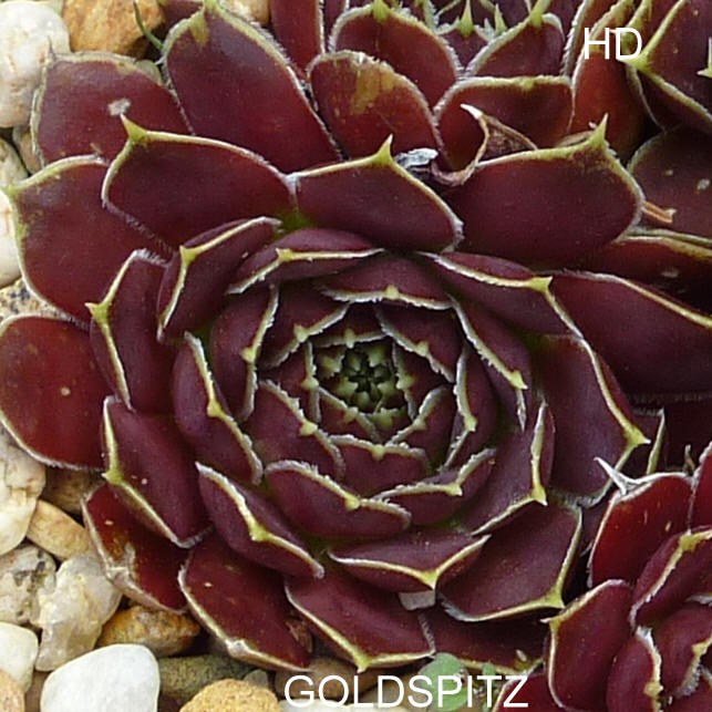 Goldspitz / Jovi