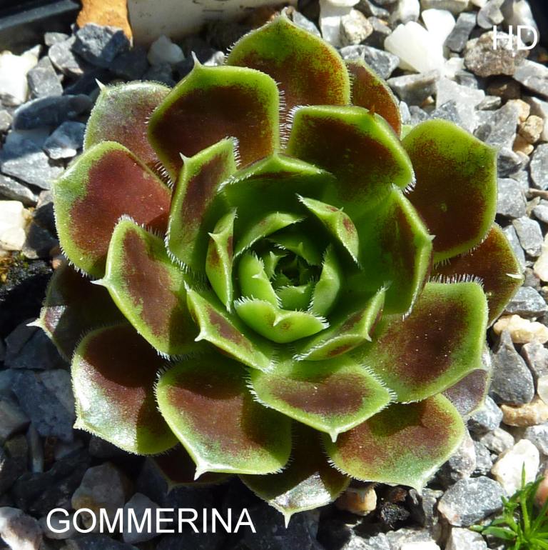 Gommerina / Jovi