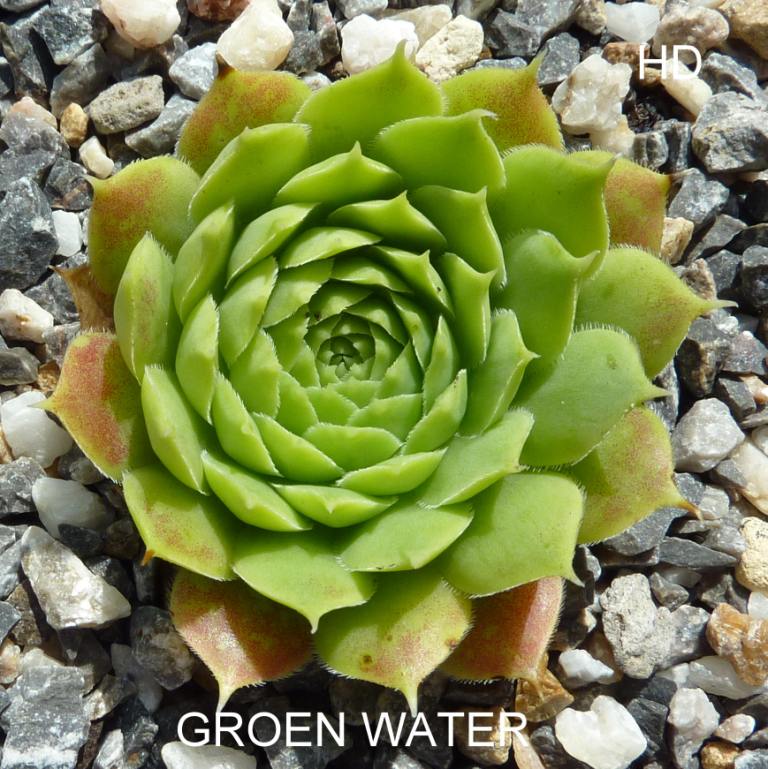 Groen Water / Jovi