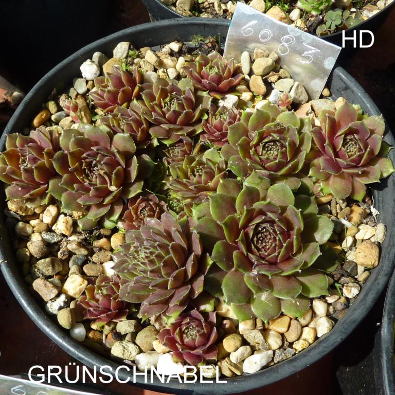 Grünschnabel