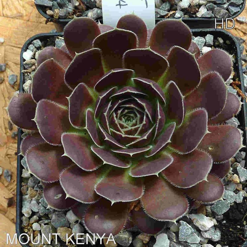 Mount Kenya / Jovi