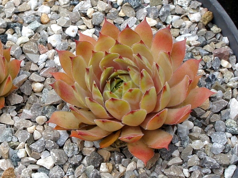 Selana
