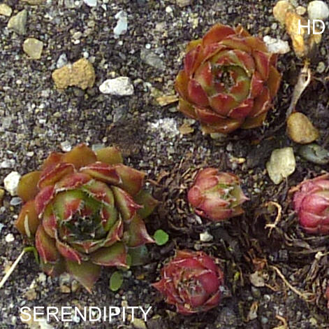 Serendipity