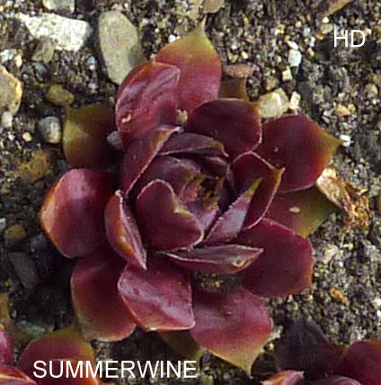 Summerwine