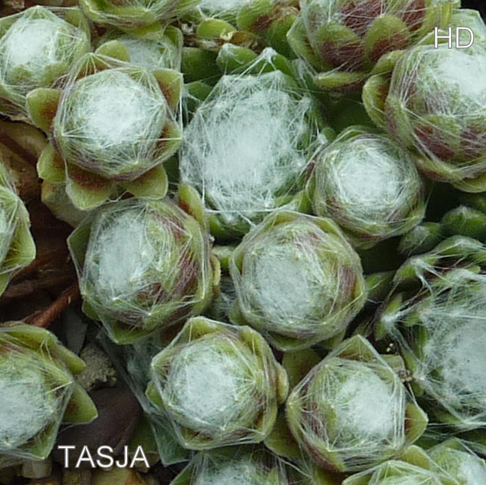 Tasja