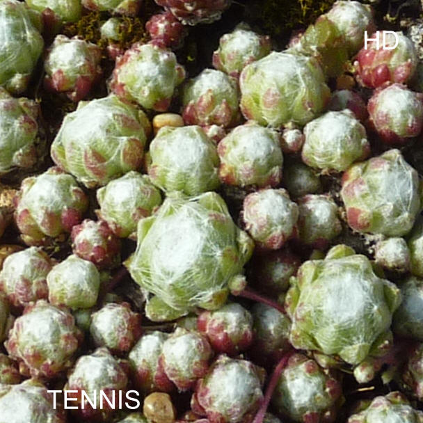Tennis