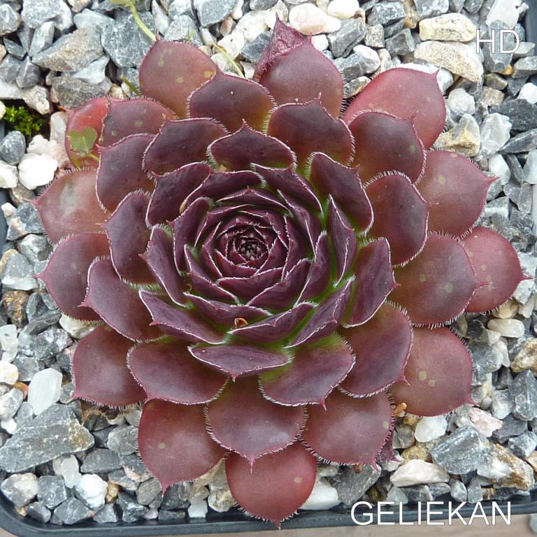 Geliekan / Jovi