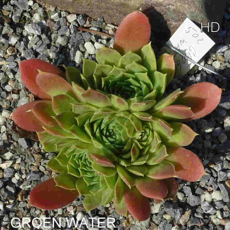 Groen Water / Jovi