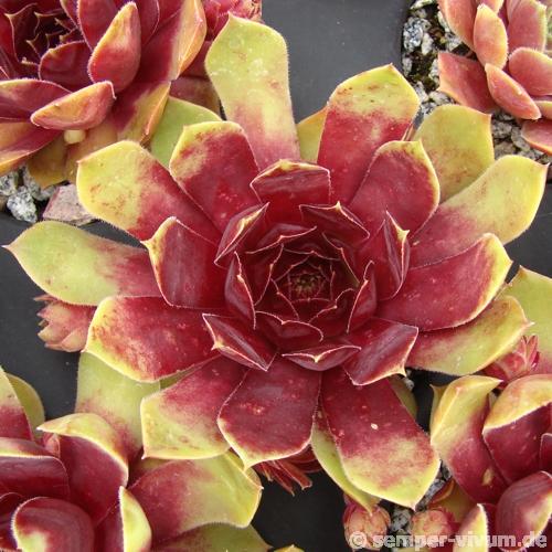 Red Dazzler