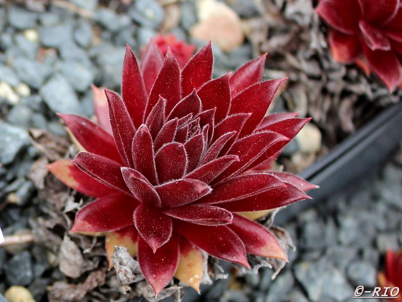 Pacific Blazing Star