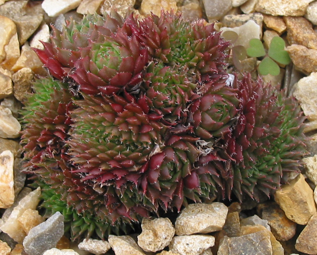 Patrician Cristate