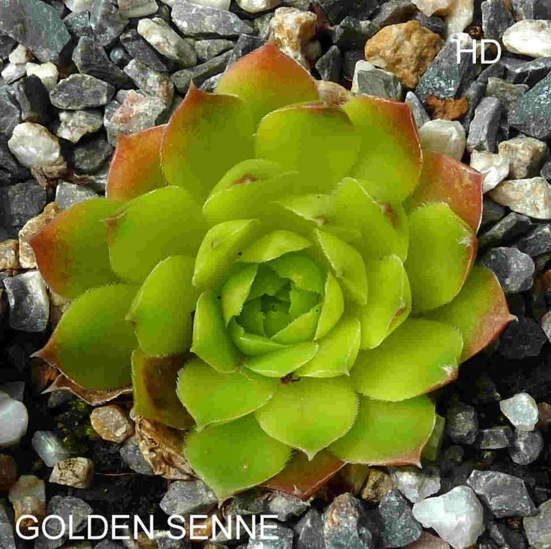 Golden Senne / Jovi