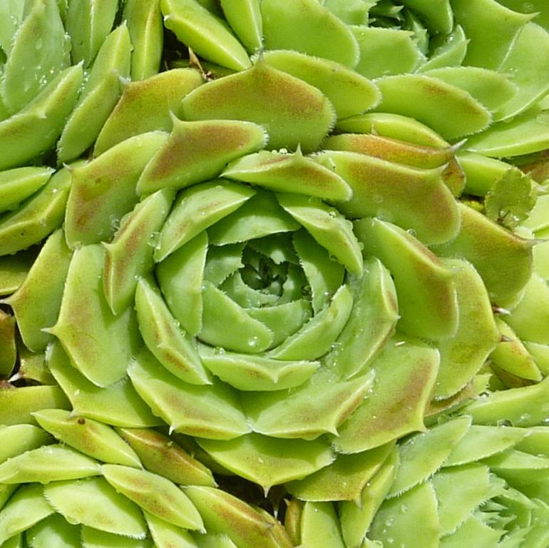 Groen Water / Jovi