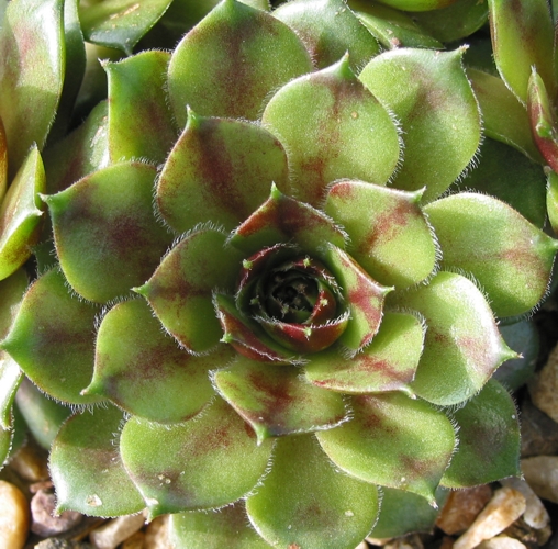 Grünschnabel
