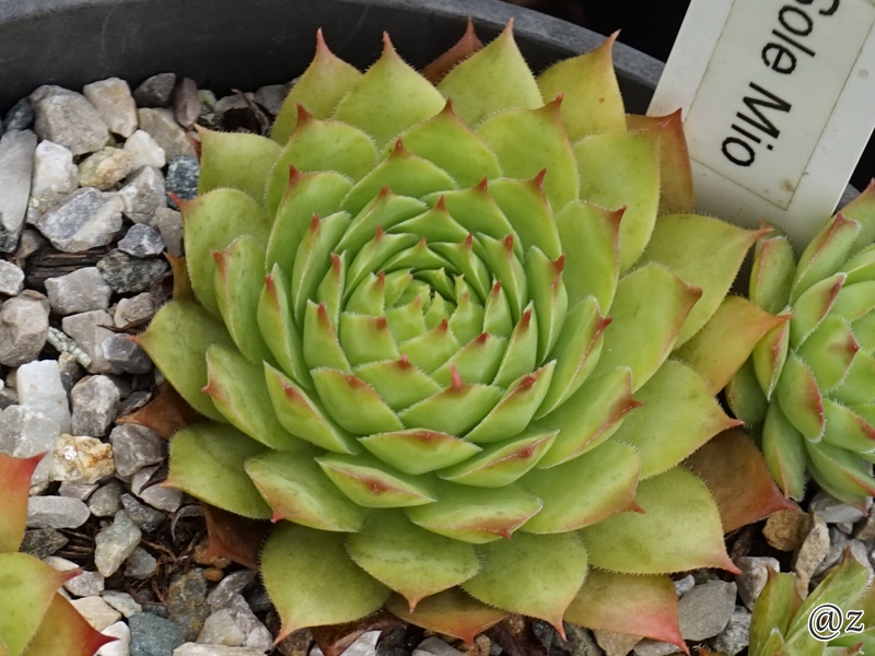 Sole Mio