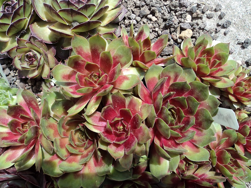 Mystic