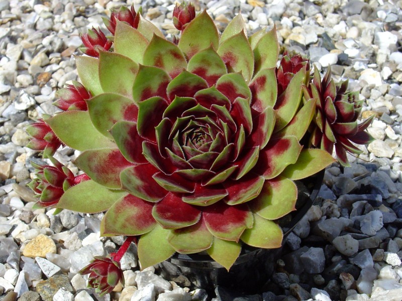 Red Dazzler