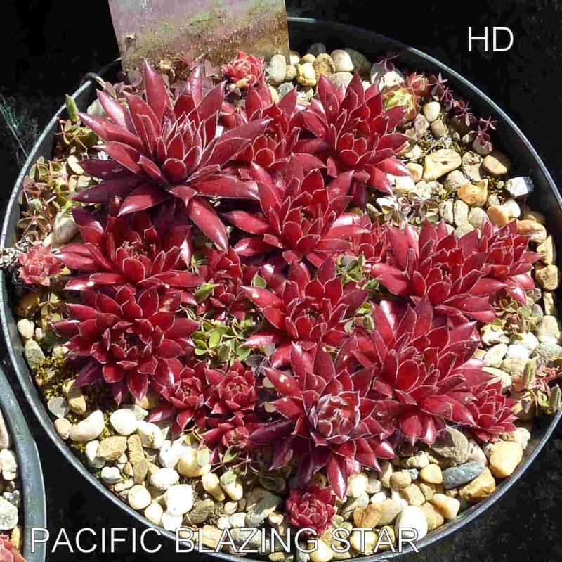 Pacific Blazing Star