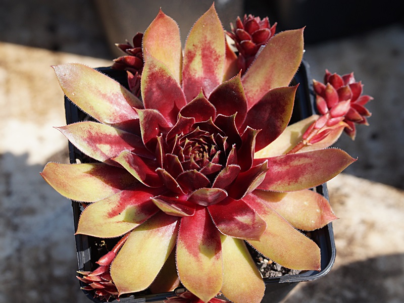 Red Dazzler