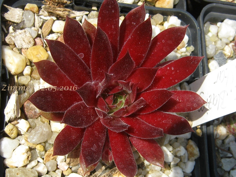 Pacific Blazing Star