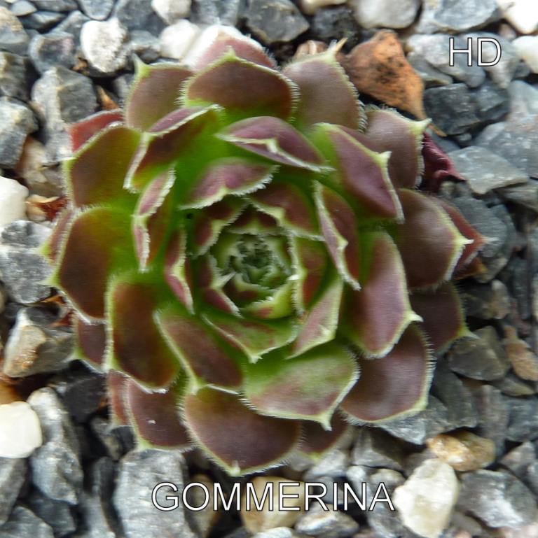 Gommerina / Jovi