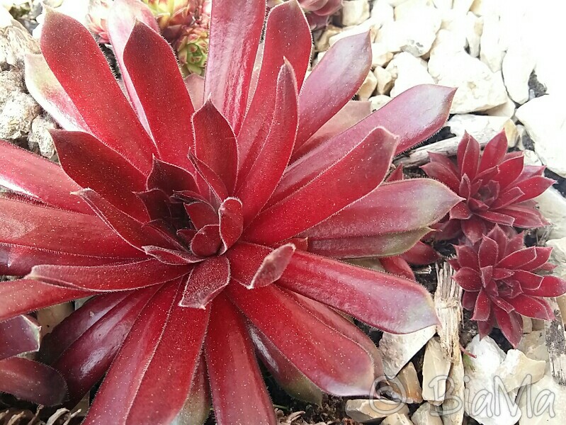 Pacific Blazing Star