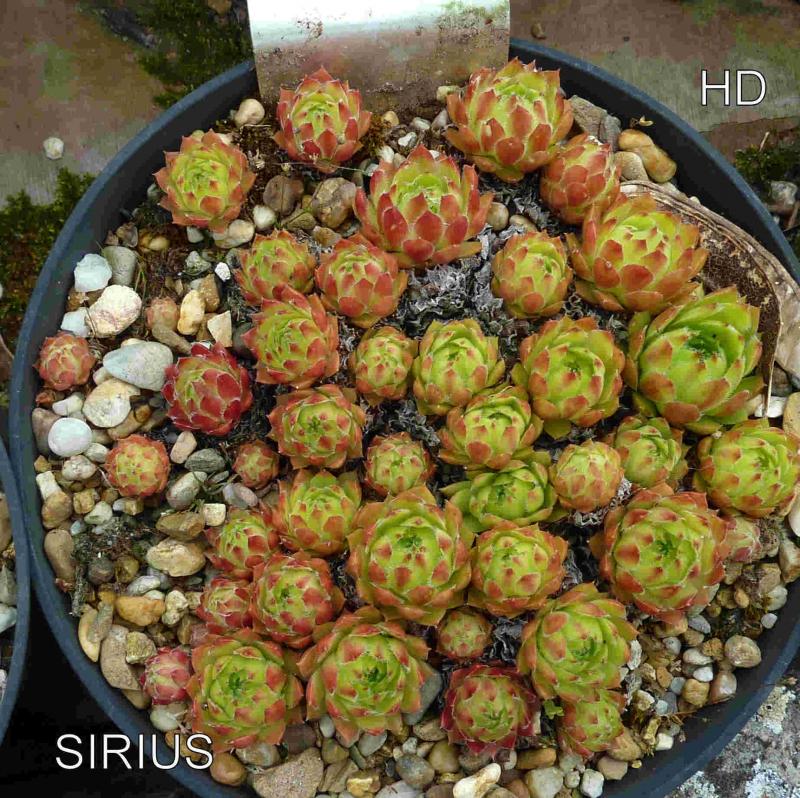 Sirius