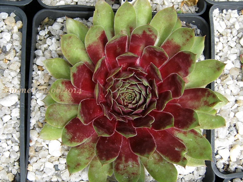 Red Dazzler
