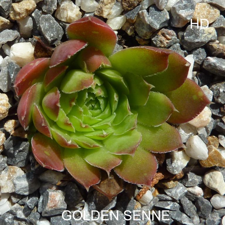 Golden Senne / Jovi