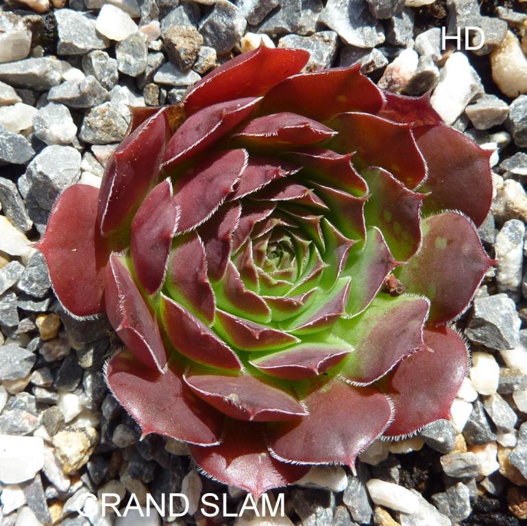 Grand Slam / Jovi