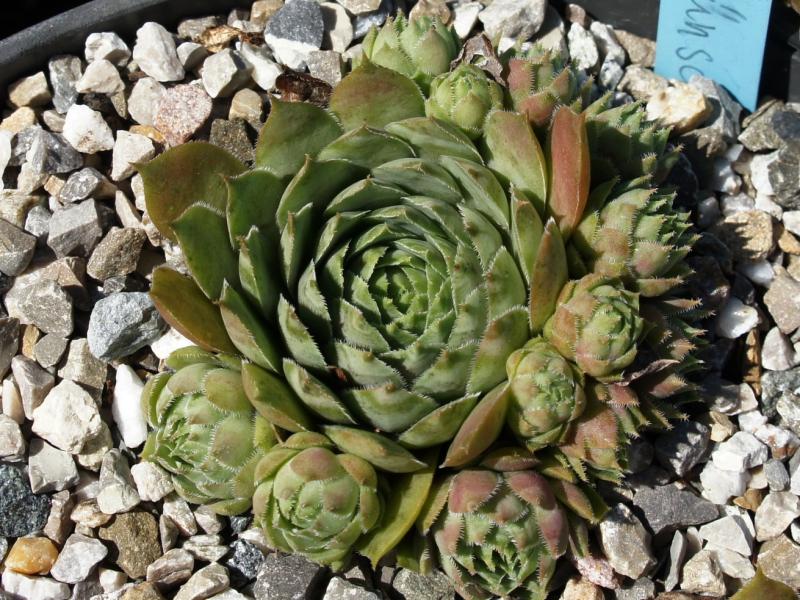 Grünschnabel