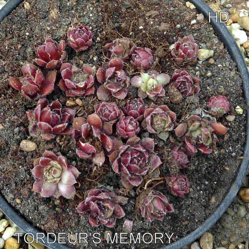 Tordeur's Memory