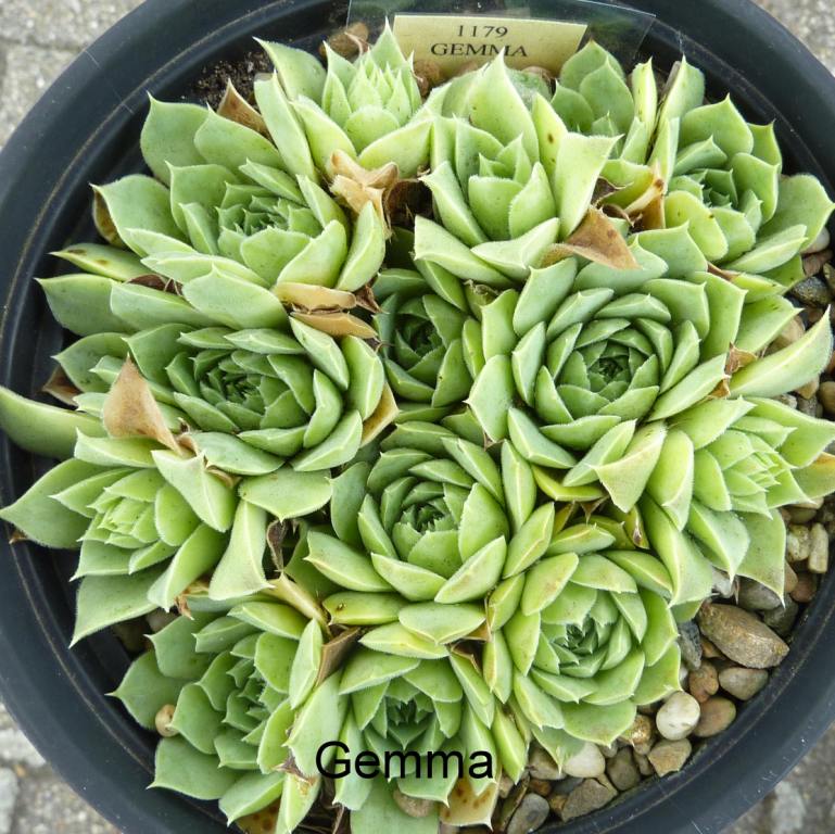 Gemma / Jovi