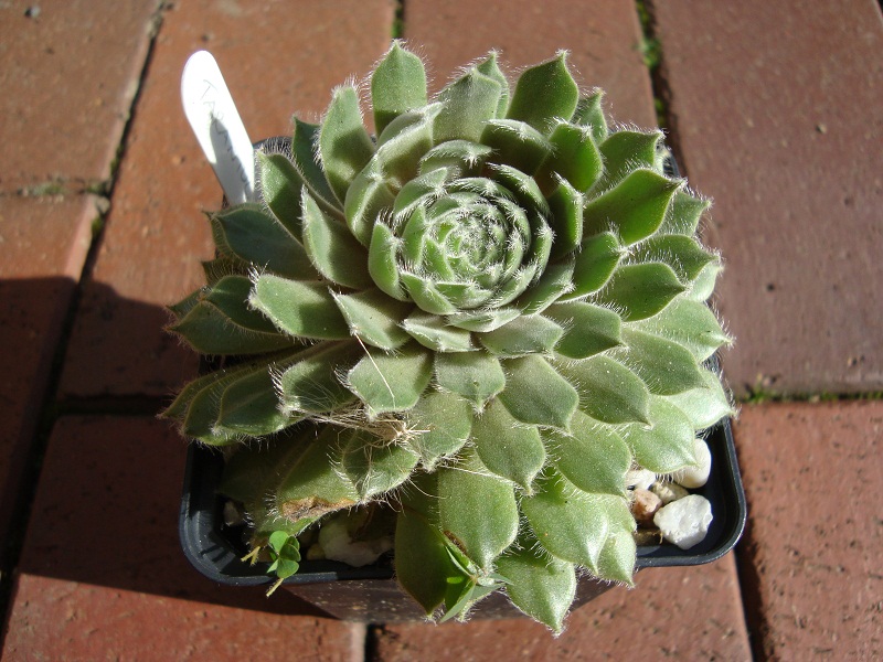 Tarantula