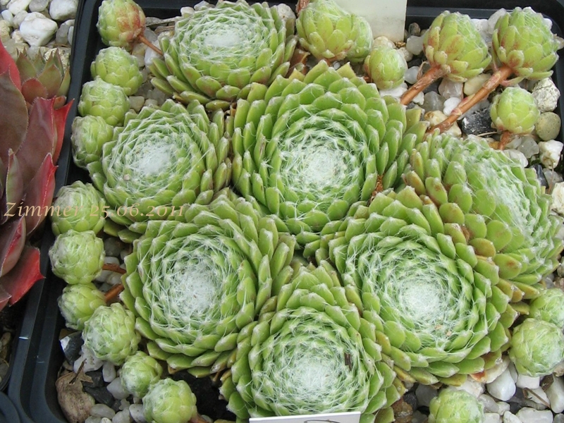 Glacier