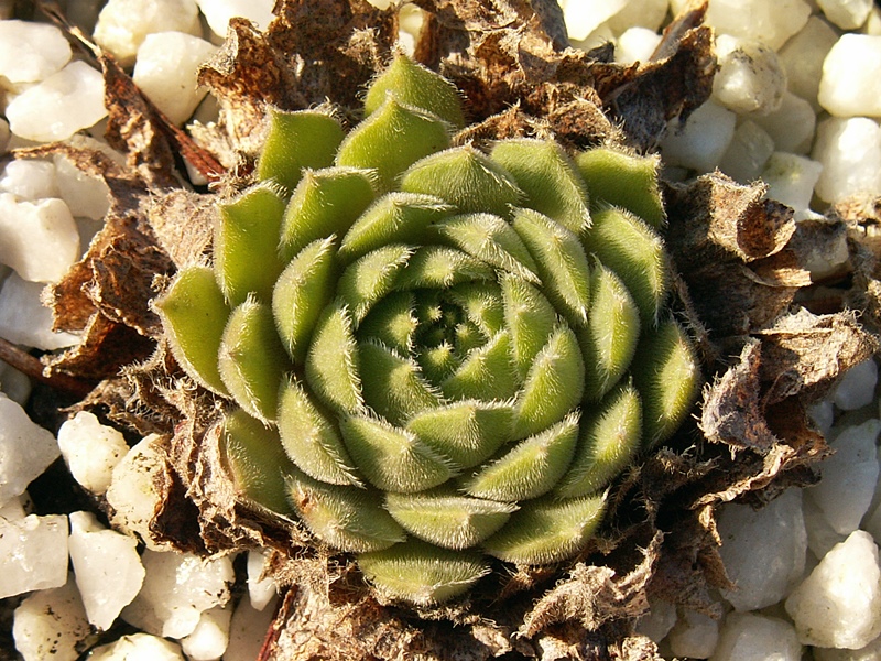 Tarantula