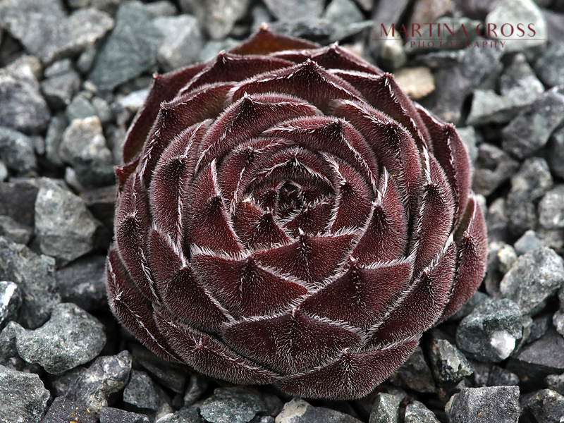 Schnuggel