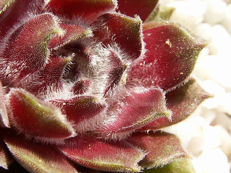 Tarantula