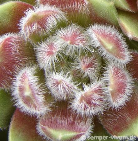 Tarantula