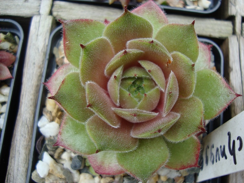 Schnuggel