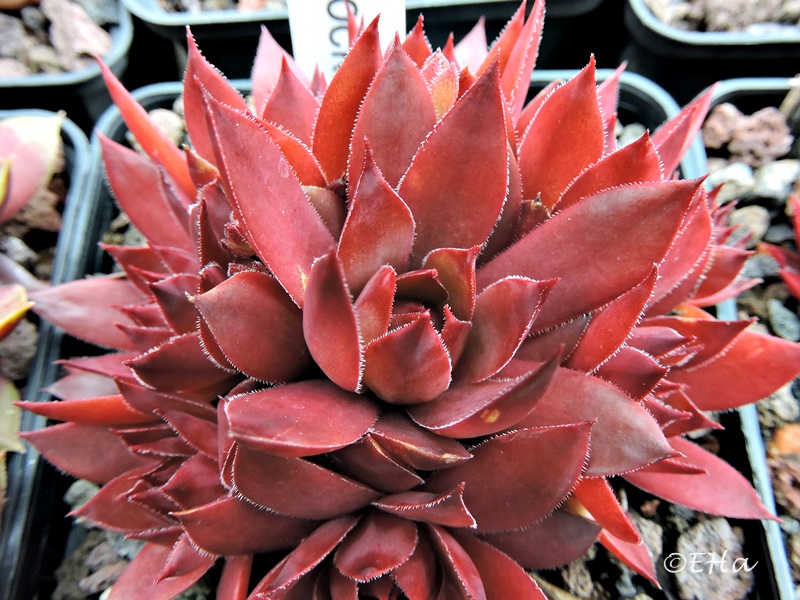 Shocking Pink